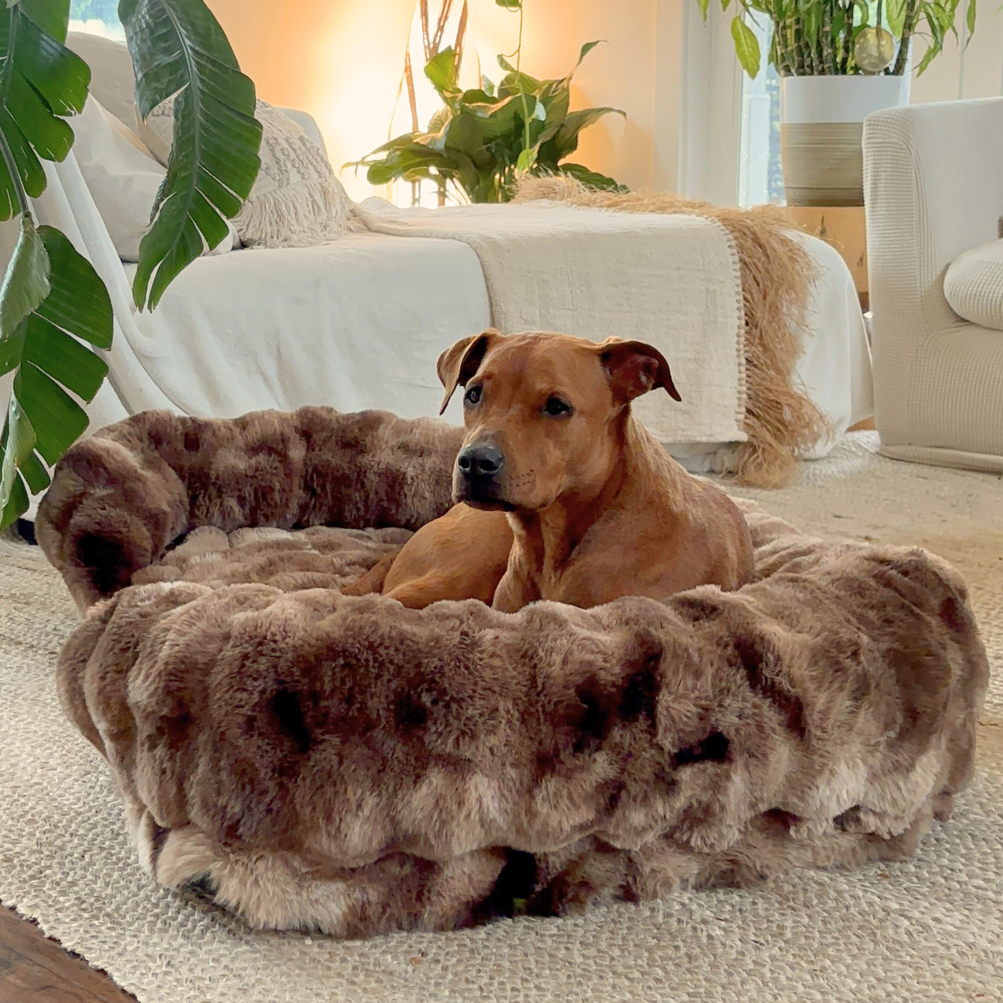Ge Din Hund Gåvan Av Läkande Sömn