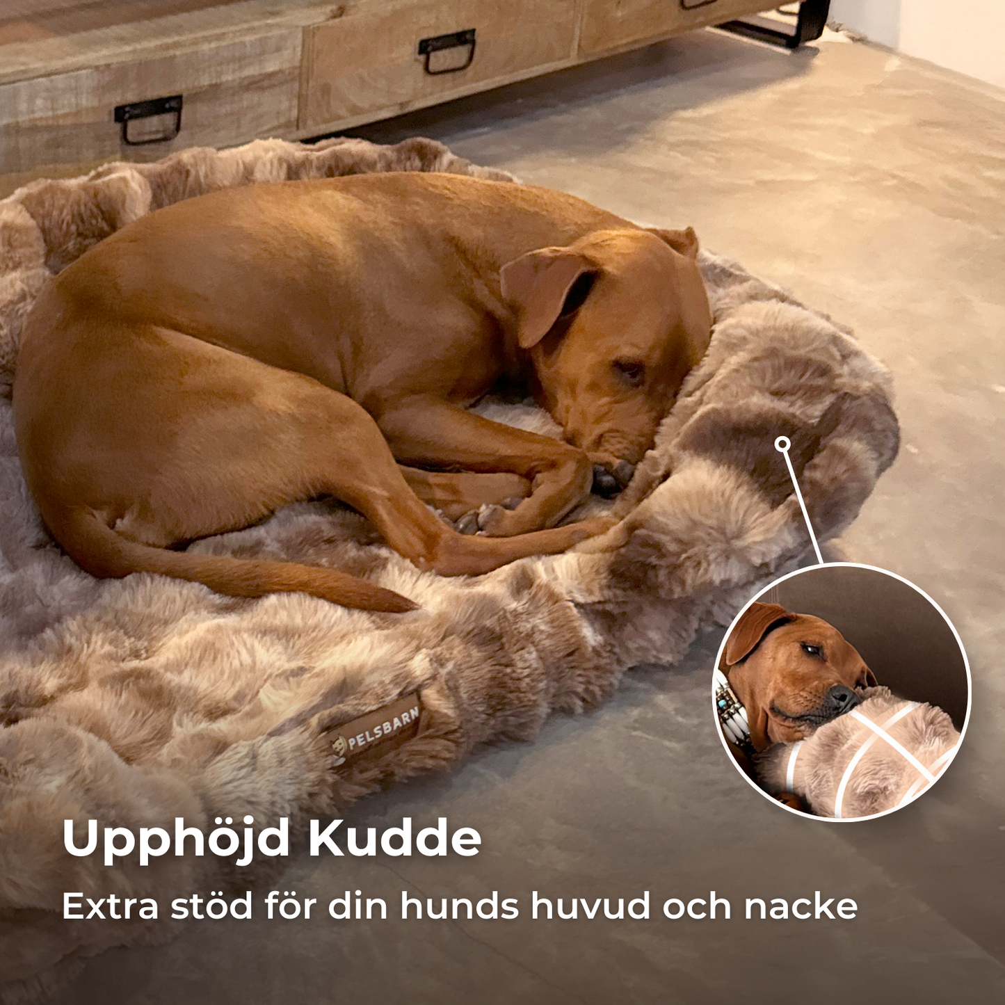 Ge Din Hund Gåvan Av Läkande Sömn