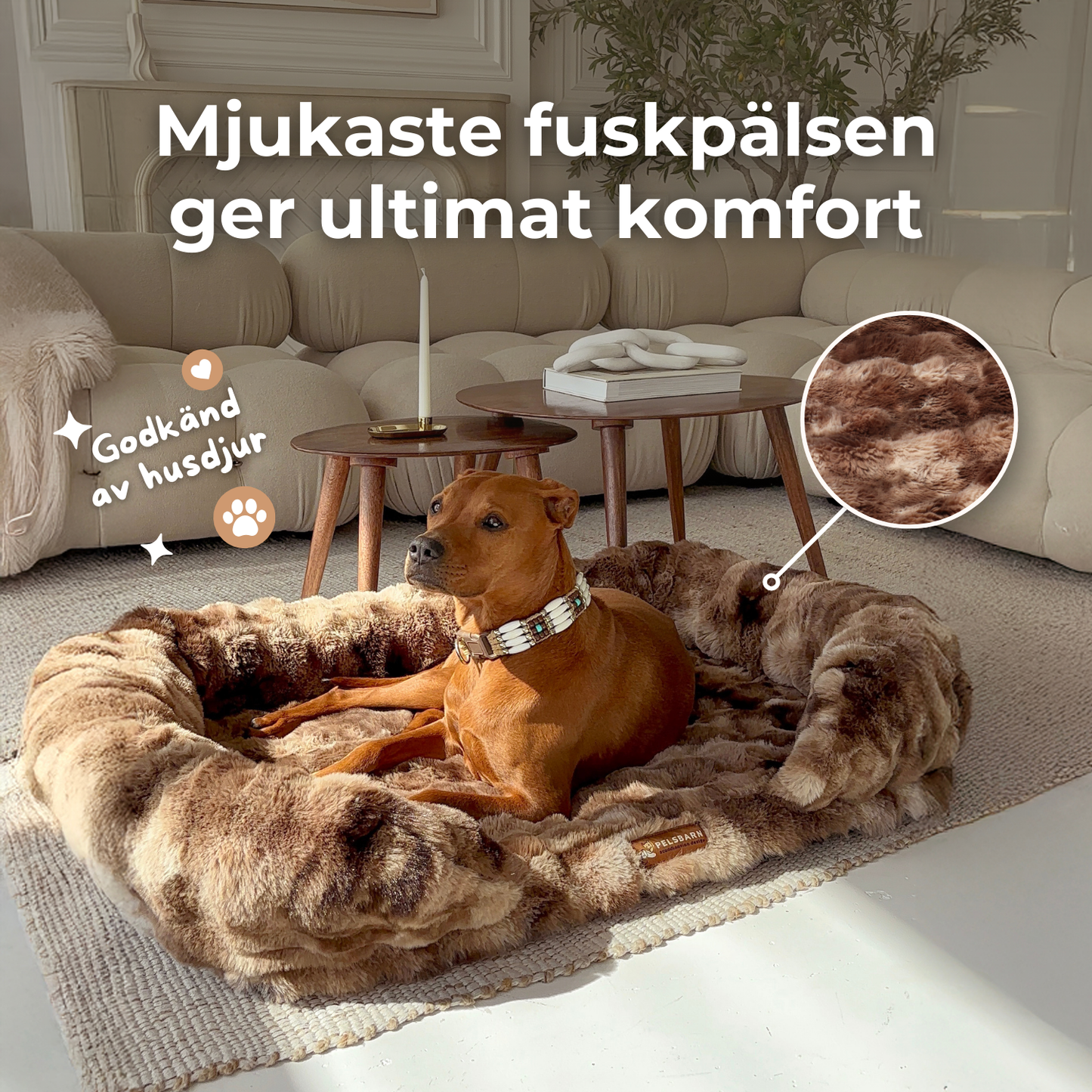 Ge Din Hund Gåvan Av Läkande Sömn