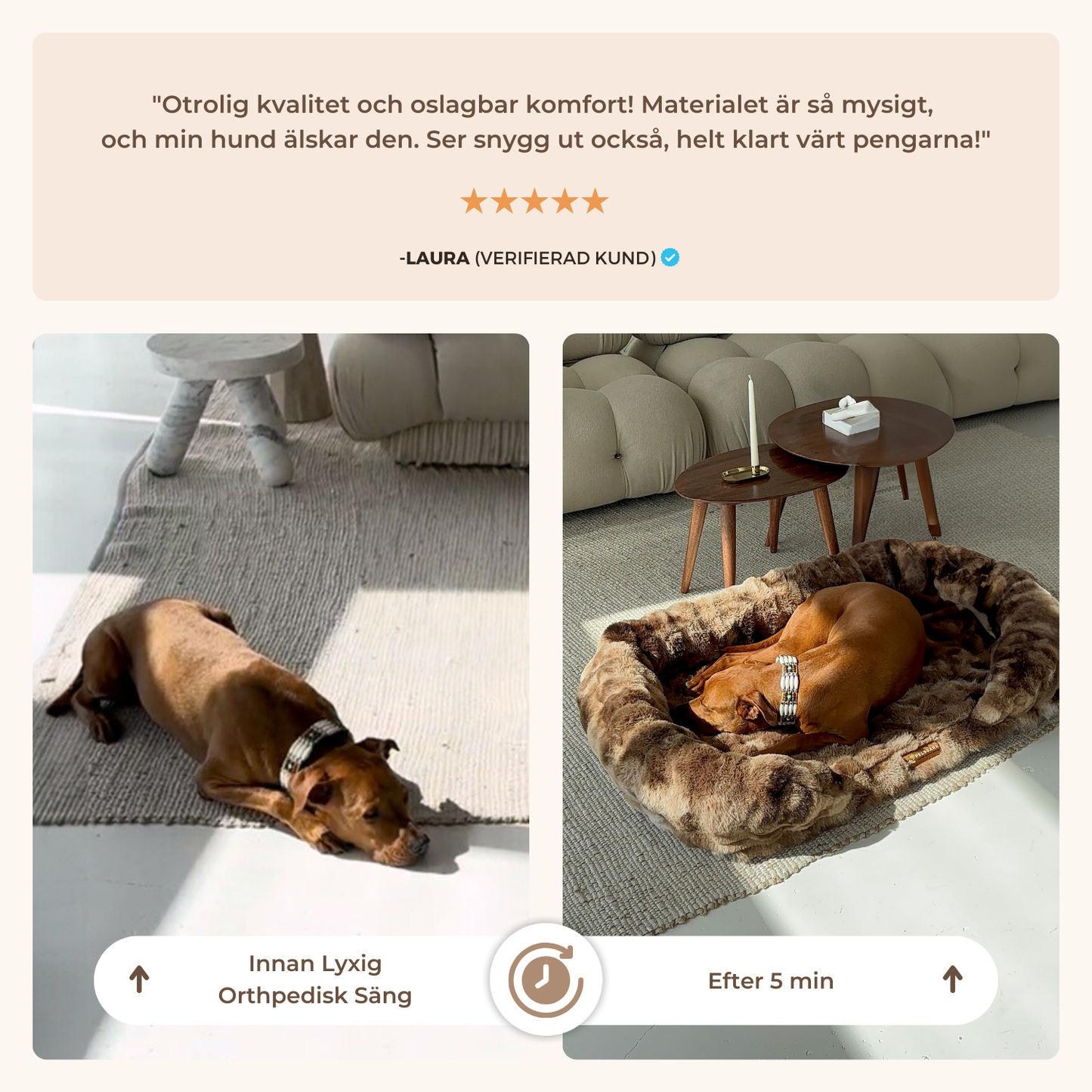 Ge Din Hund Gåvan Av Läkande Sömn