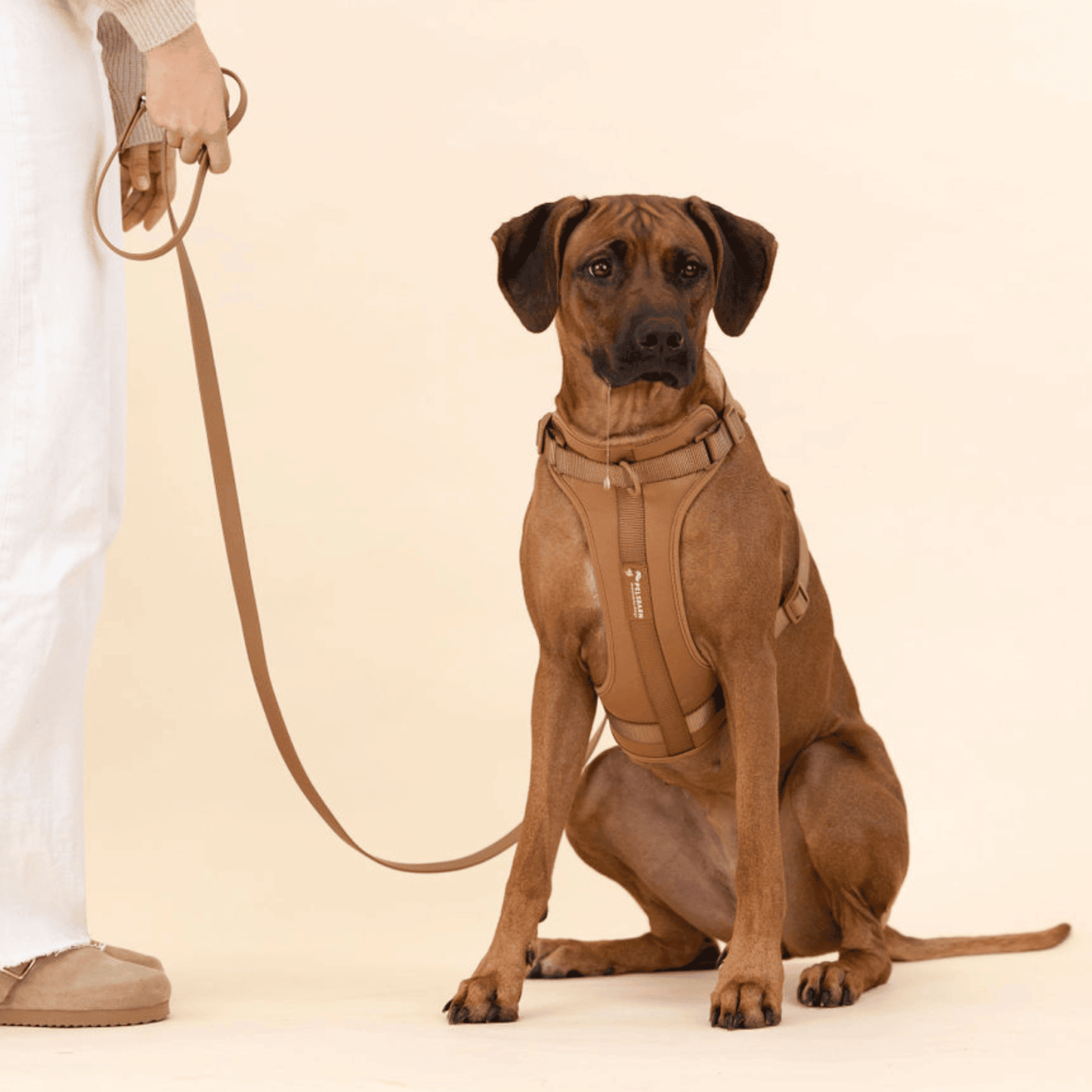Pelsbarn Hundsele Antidragsele