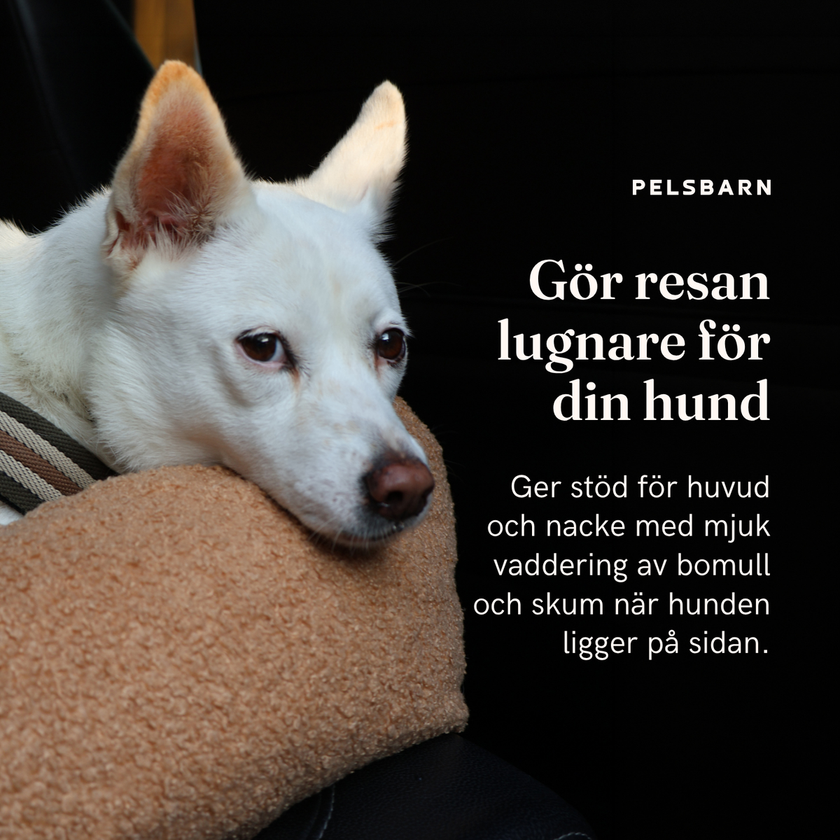 Teddy Bilsäng