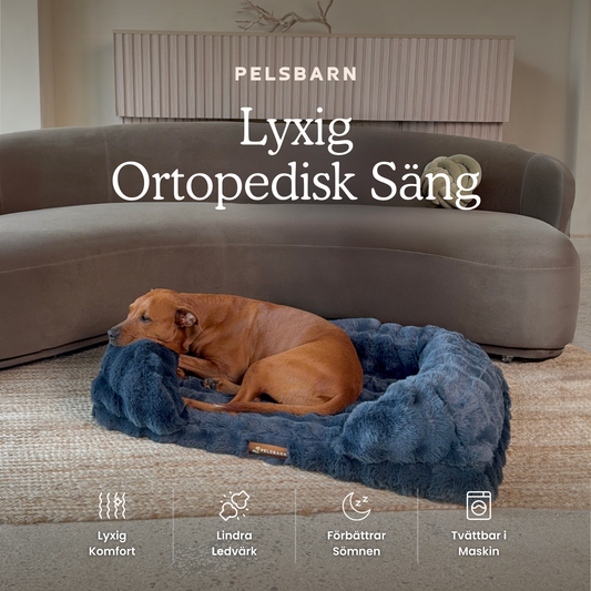 Ge Din Hund Gåvan Av Läkande Sömn