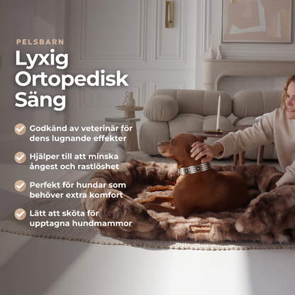 Ge Din Hund Gåvan Av Läkande Sömn